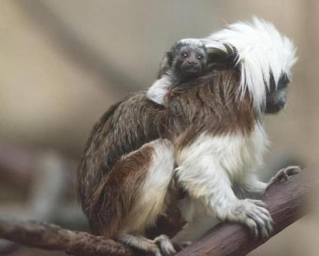 The baby monkey was born on Feb. 27. 
